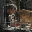 rencontre photo de Eyesoftiger