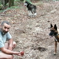 photo de Idefix