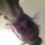 Rencontrer Femme mougins Noemyahnouche
