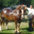 Rencontrer Homme boiscommun Ange4561