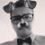 Rencontrer Homme altorf Griffon