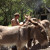 Rencontrer Homme isola Titi06420